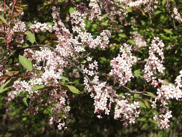 Purppuratuomi